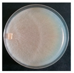 Forests 14 02029 i005