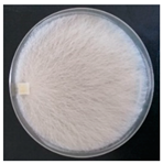 Forests 14 02029 i007