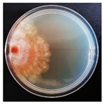 Forests 14 02029 i009