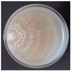 Forests 14 02029 i010