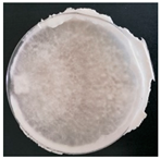 Forests 14 02029 i011