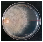 Forests 14 02029 i012