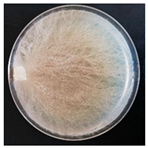 Forests 14 02029 i013