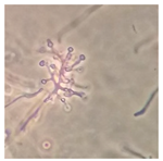 Forests 14 02029 i016