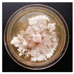 Forests 14 02029 i017