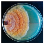 Forests 14 02029 i018