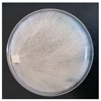 Forests 14 02029 i020