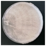 Forests 14 02029 i023