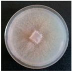 Forests 14 02029 i025