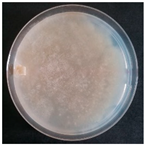 Forests 14 02029 i026