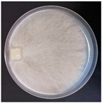 Forests 14 02029 i028