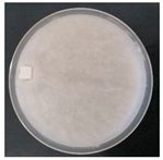 Forests 14 02029 i032