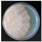 Forests 14 02029 i033