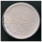 Forests 14 02029 i034