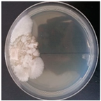 Forests 14 02029 i036