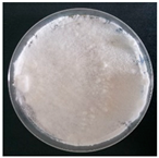 Forests 14 02029 i037