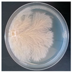 Forests 14 02029 i038