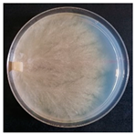 Forests 14 02029 i039