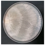 Forests 14 02029 i040