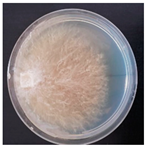 Forests 14 02029 i041