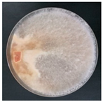 Forests 14 02029 i043