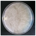 Forests 14 02029 i048