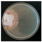 Forests 14 02029 i049