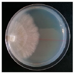 Forests 14 02029 i055