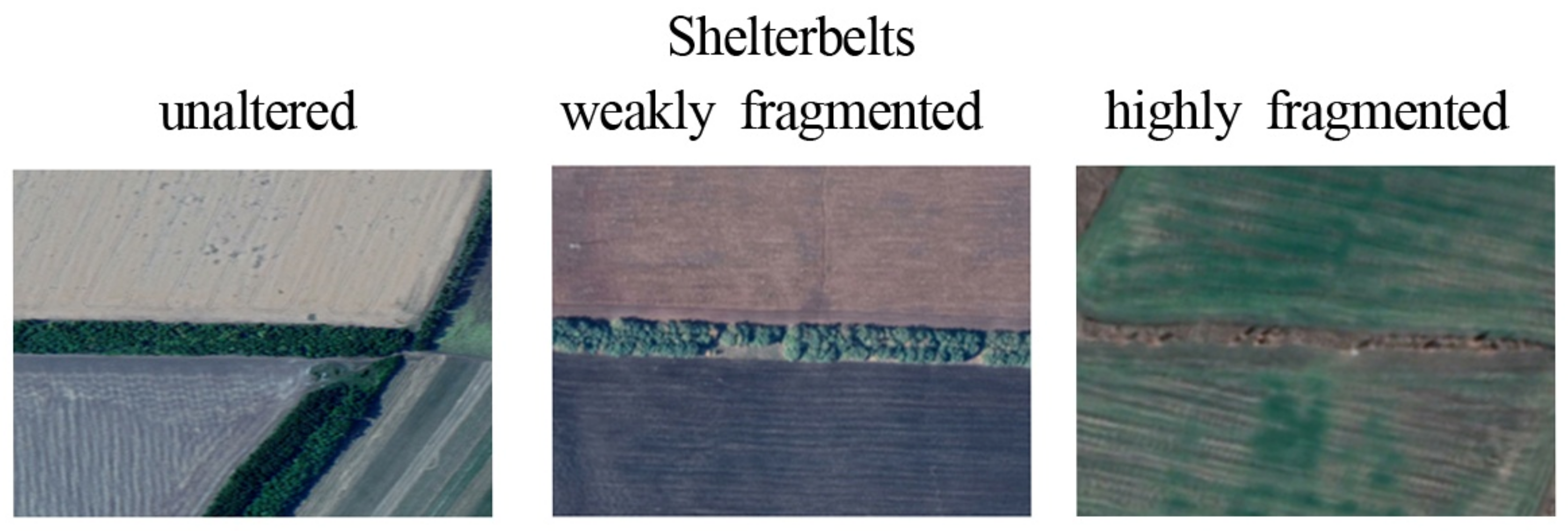 Forests 14 02079 g006