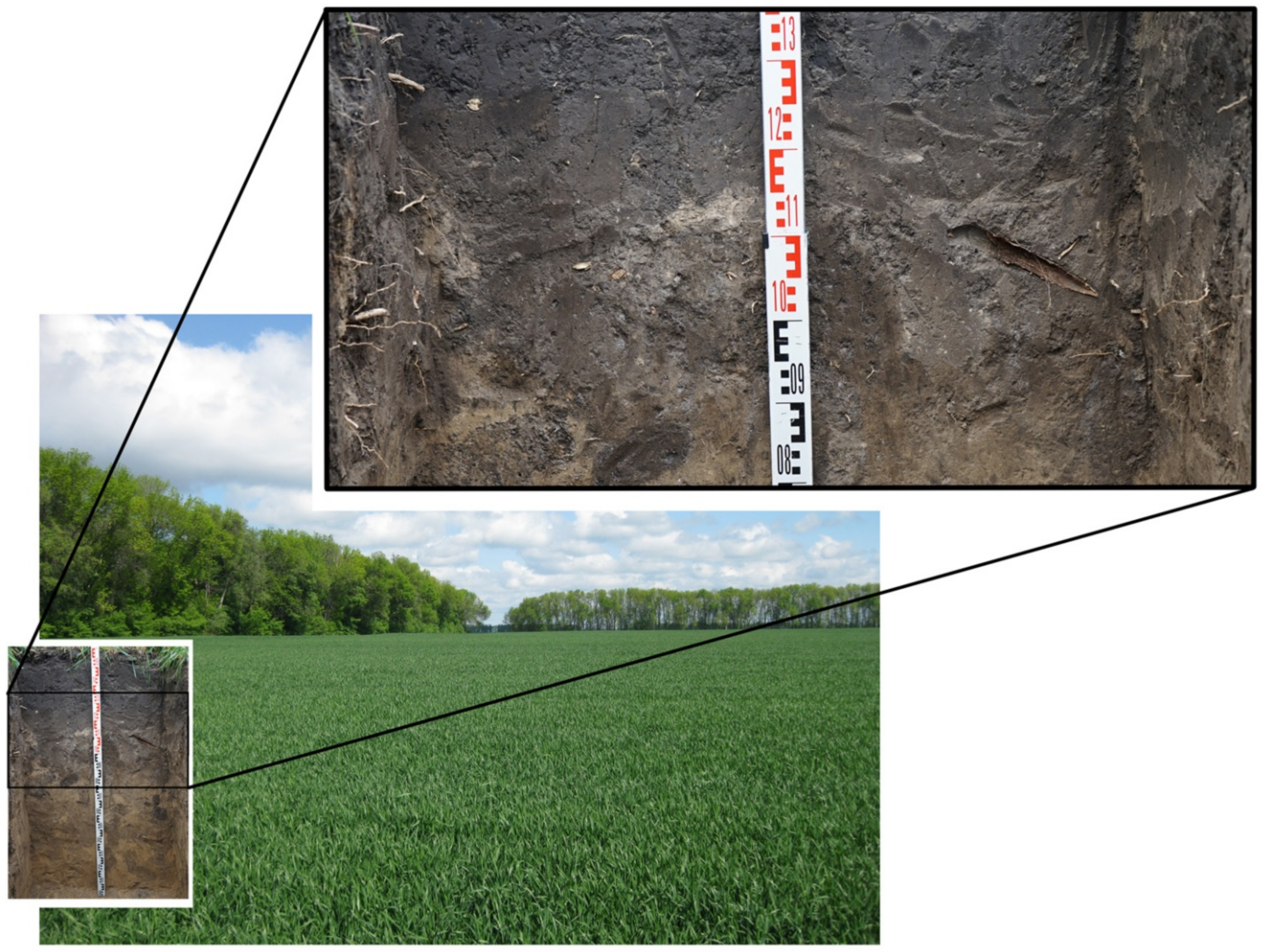 Forests 14 02079 g015