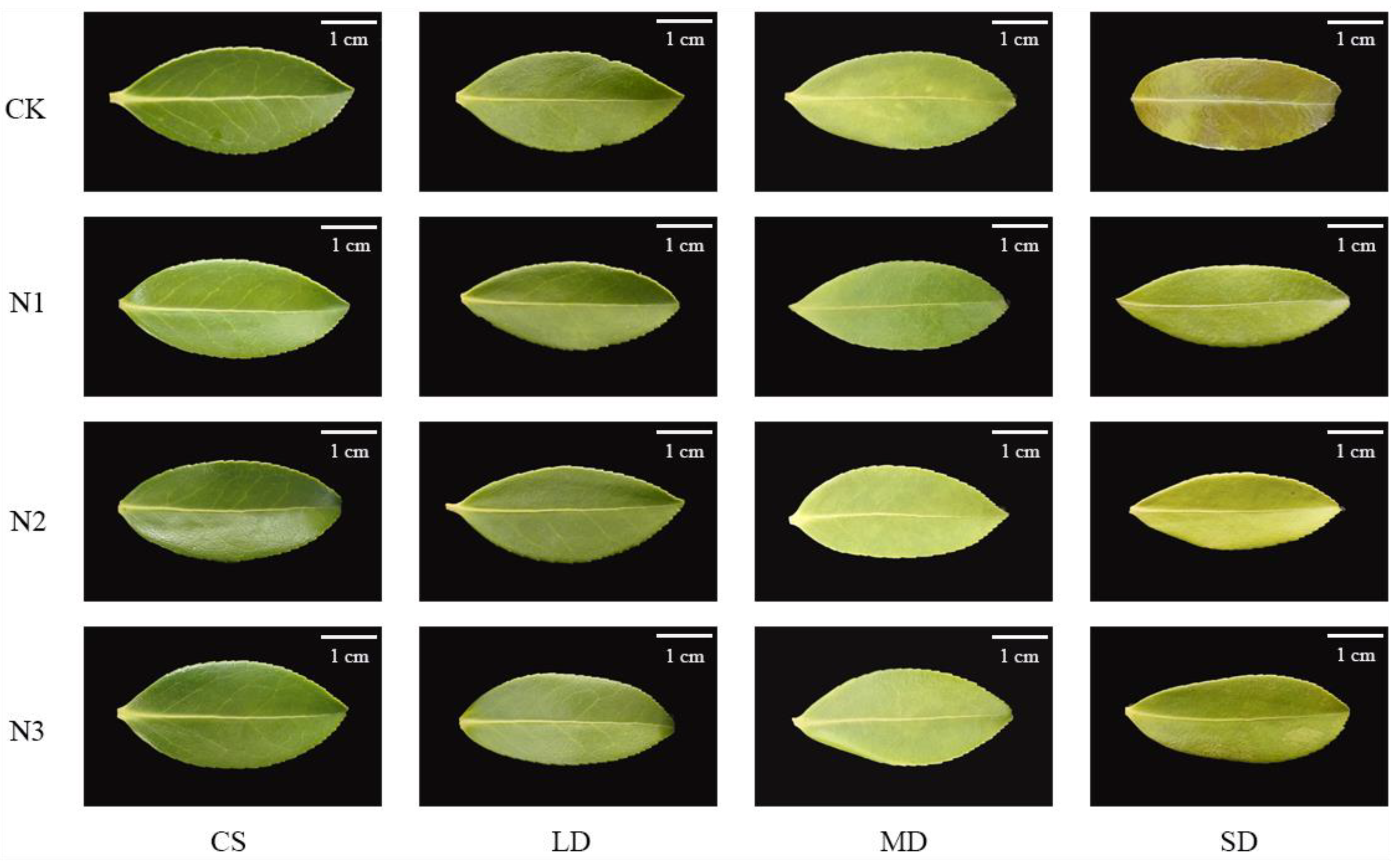 Forests 14 02082 g002