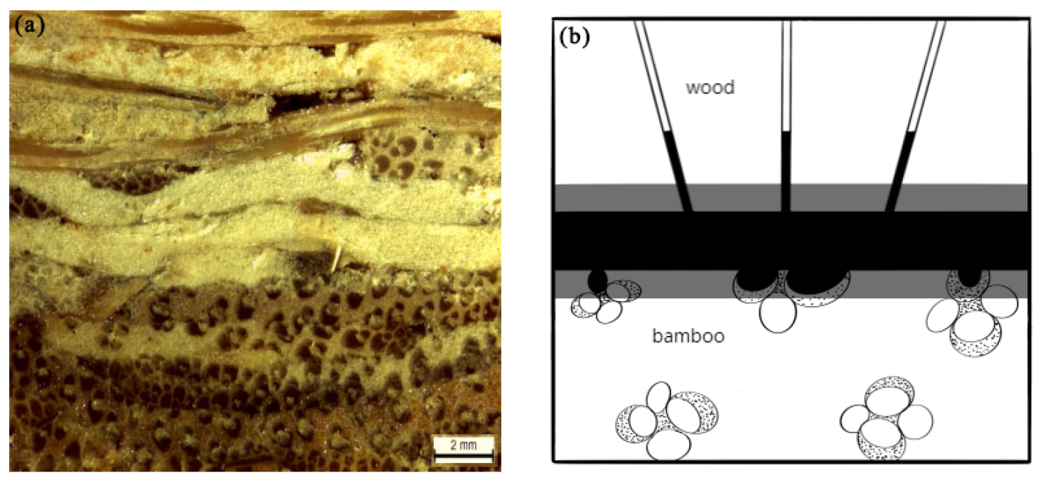 Forests 14 02094 g009