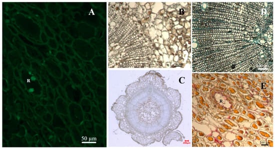 Forests 14 02108 g006