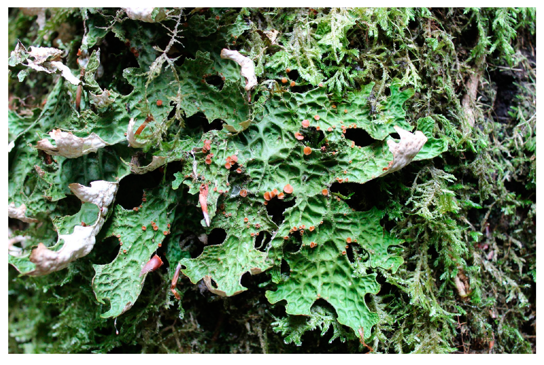 Forests 14 02113 g001