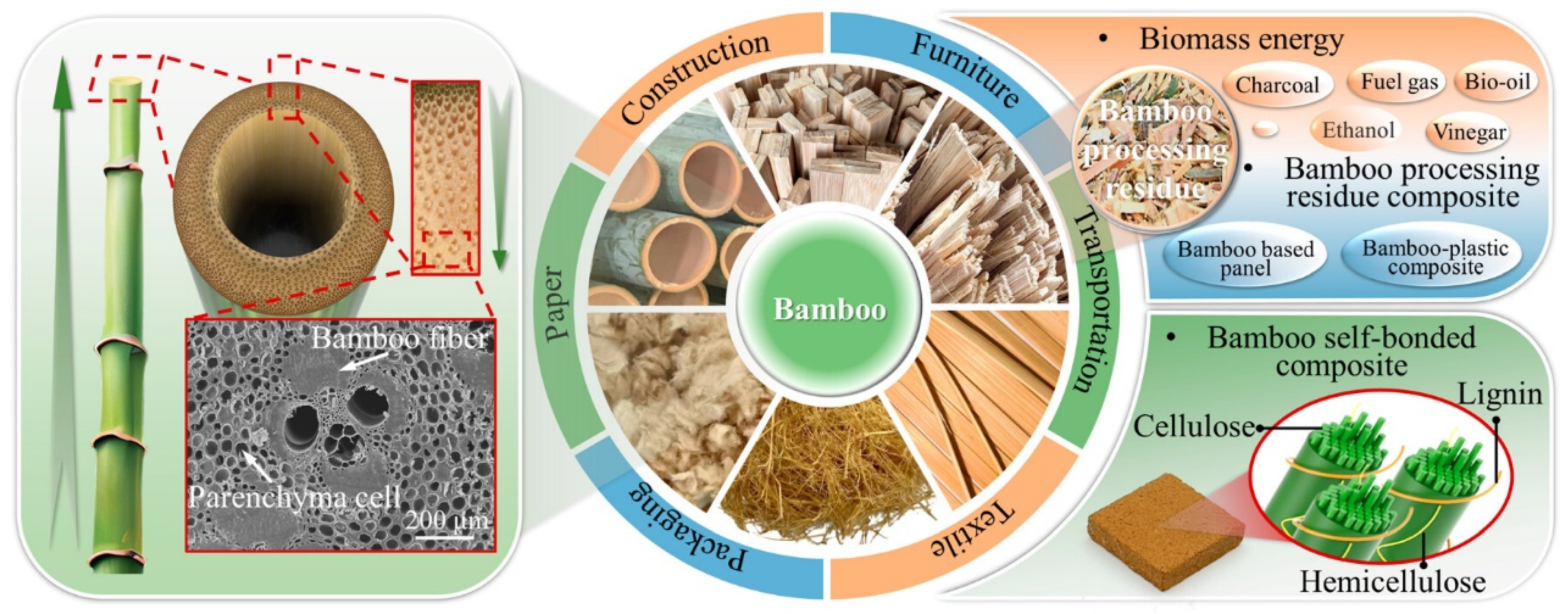 Forests 14 02266 g001