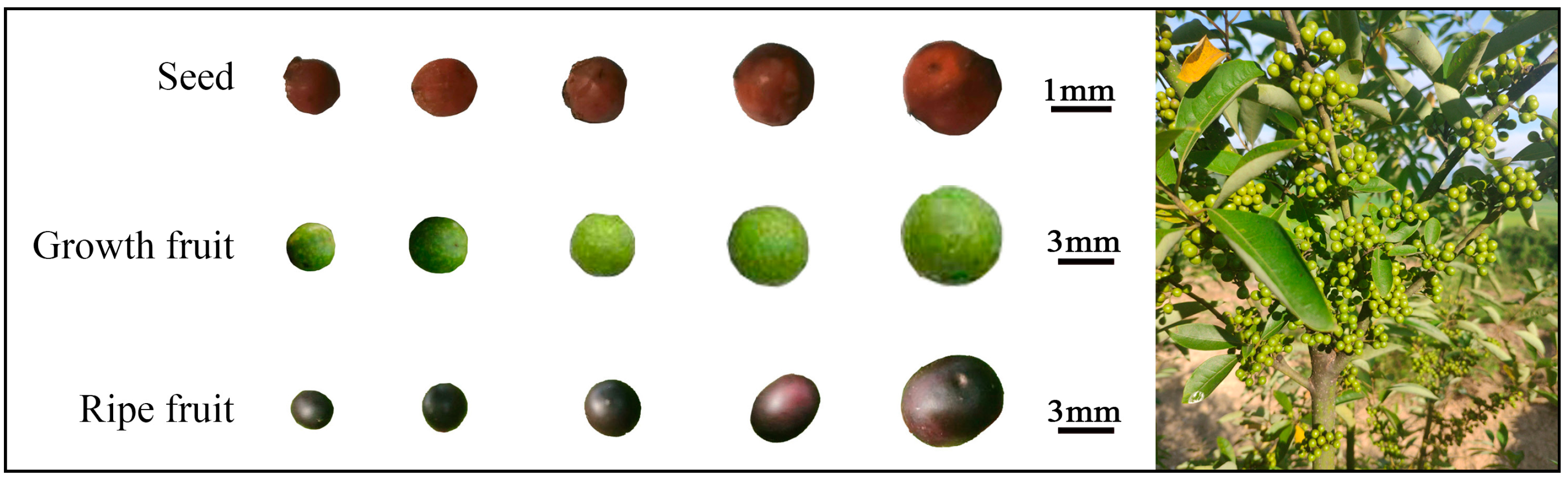 Forests 14 02283 g001 Forests 14 02283 g001