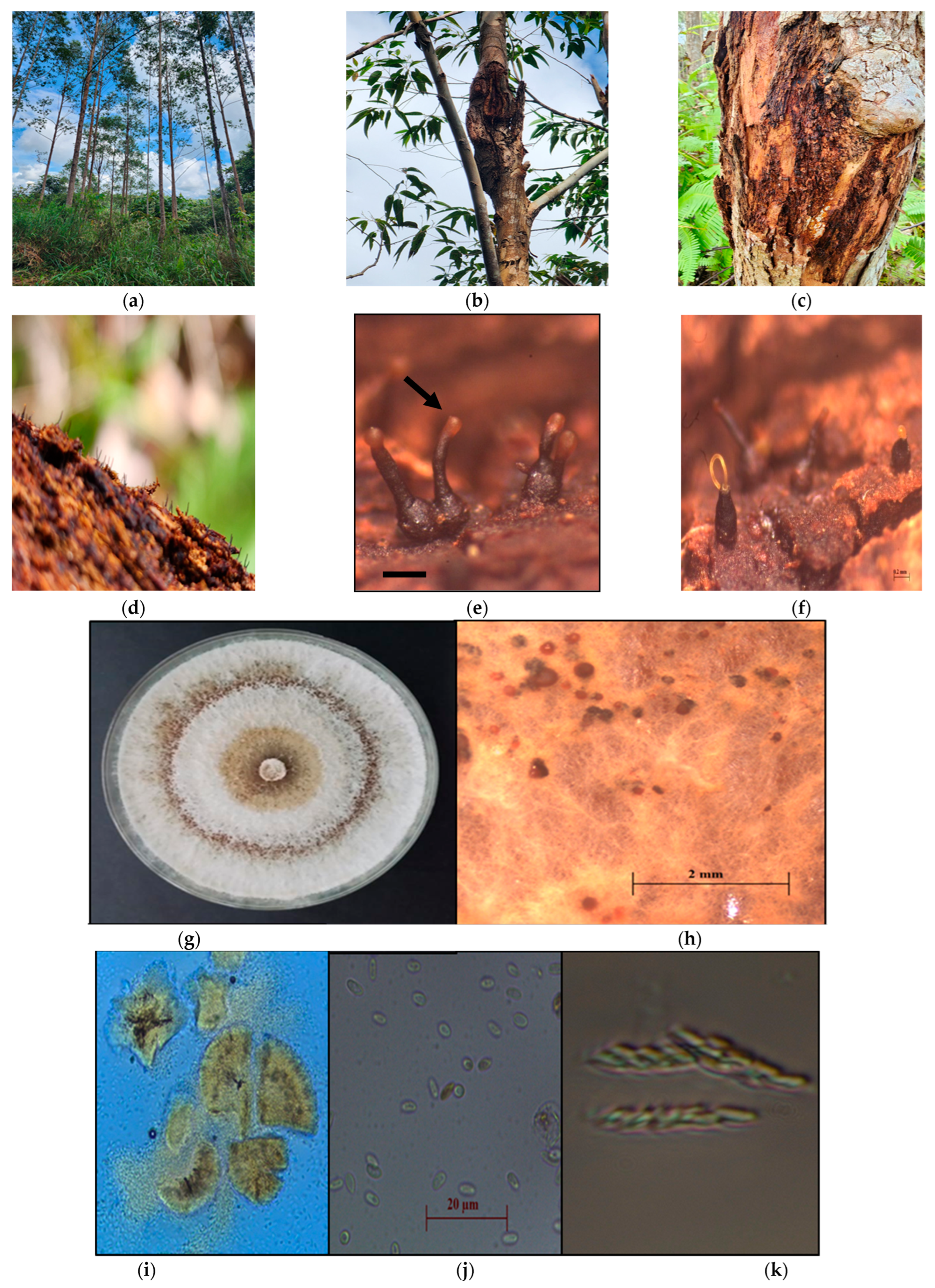 Forests 14 02337 g003