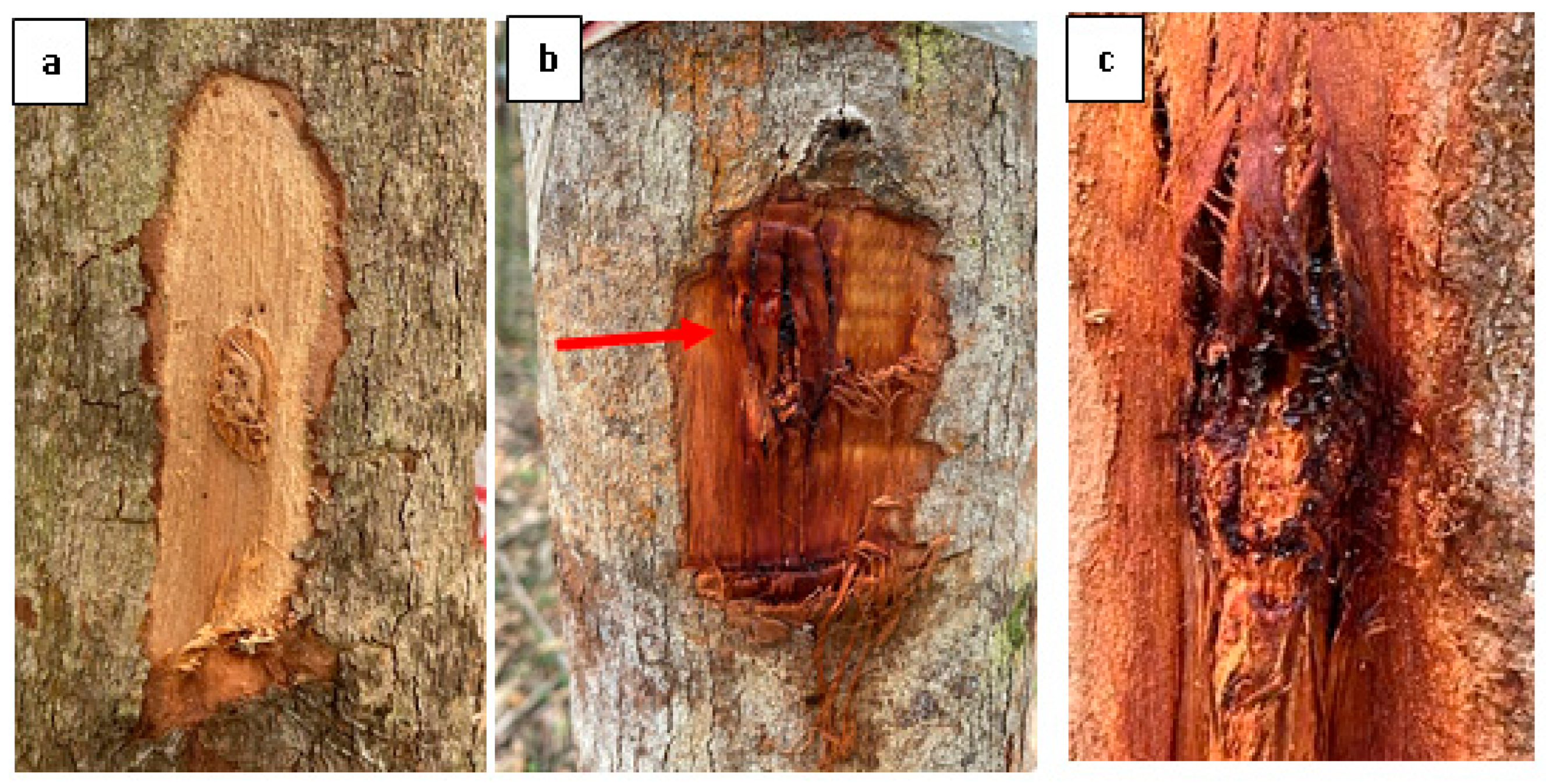 Forests 14 02337 g004