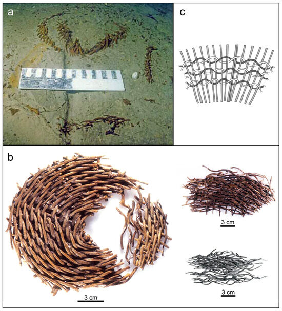 Forests 14 02373 g007