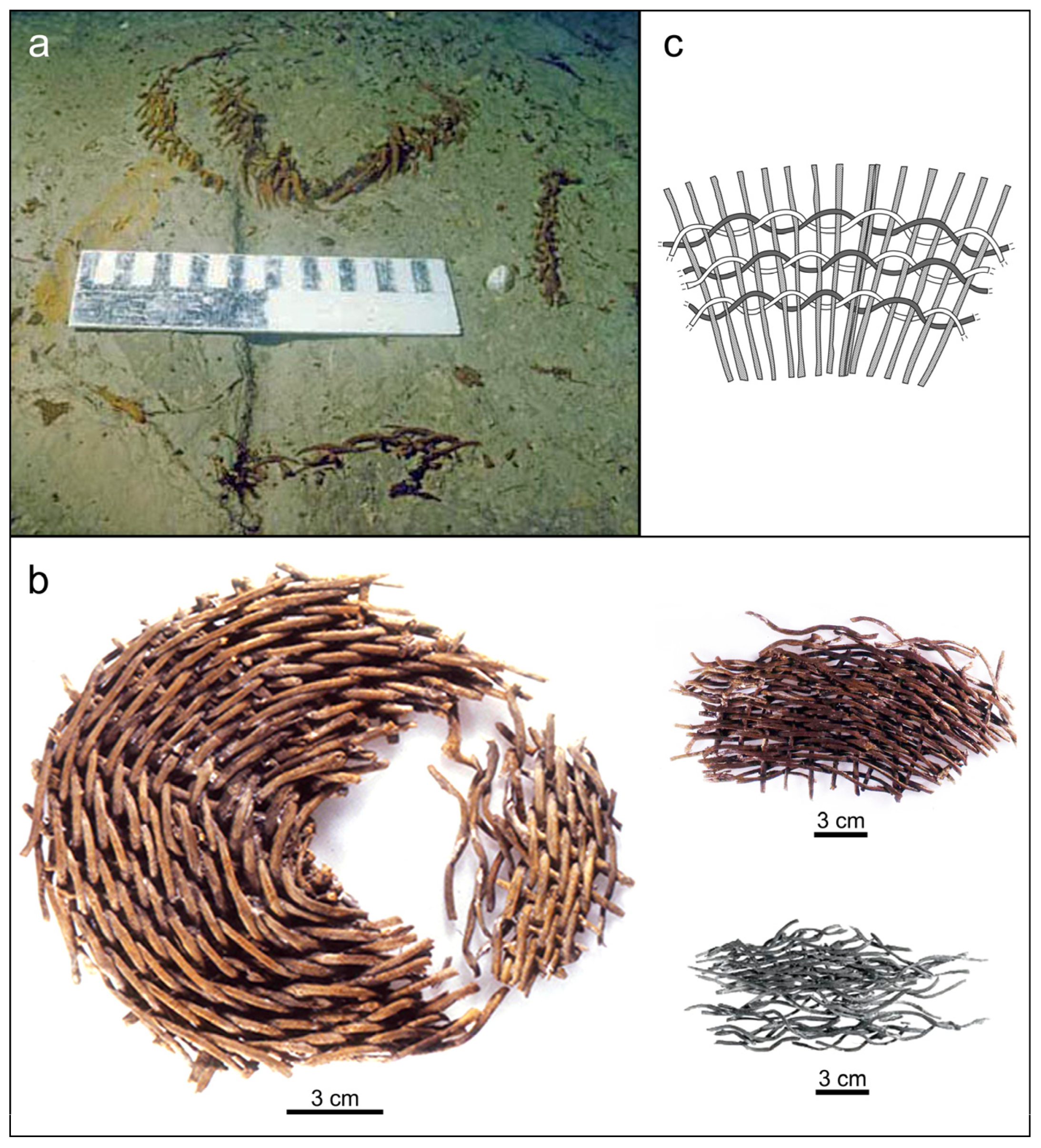 Forests 14 02373 g007