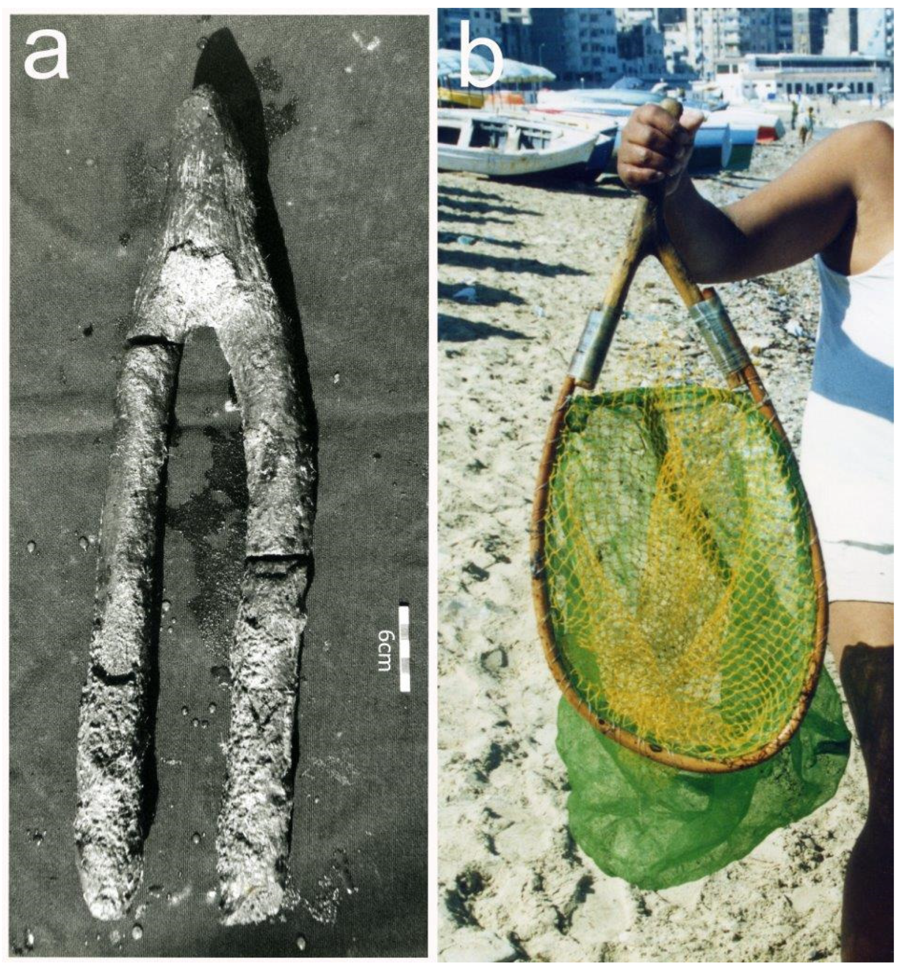 Forests 14 02373 g011