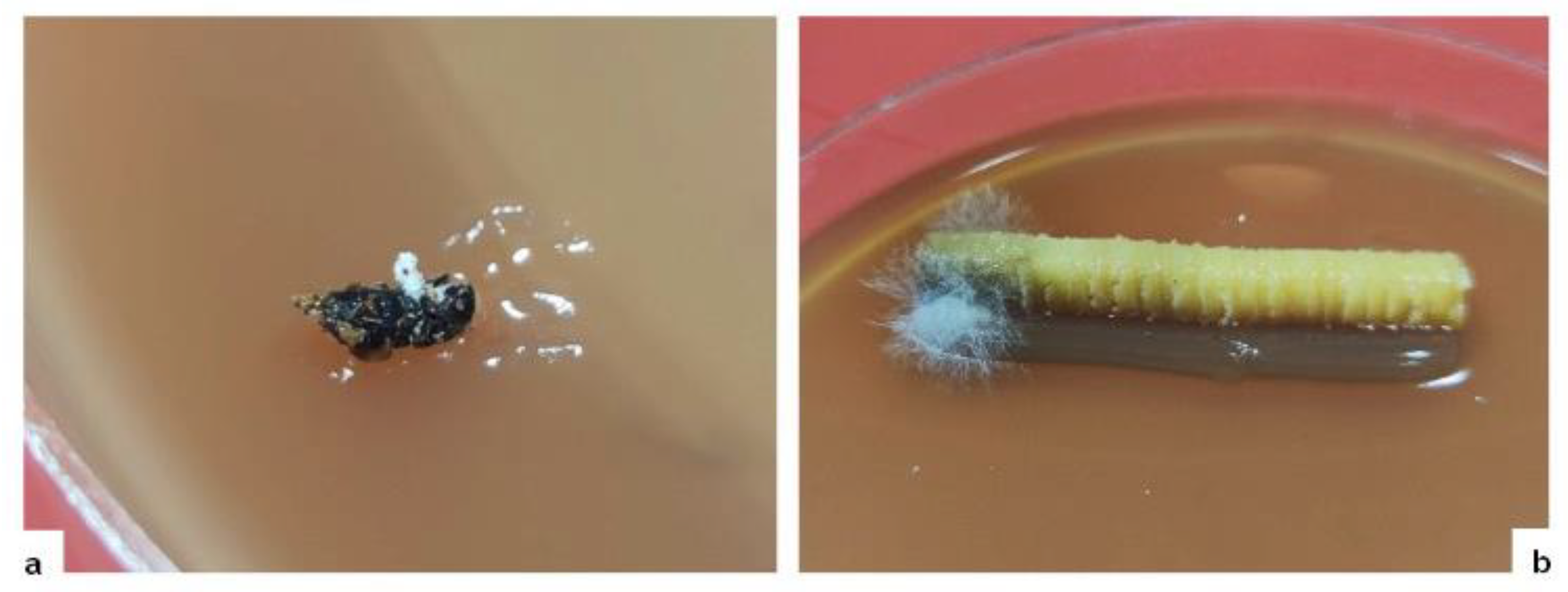 Forests 14 02383 g003