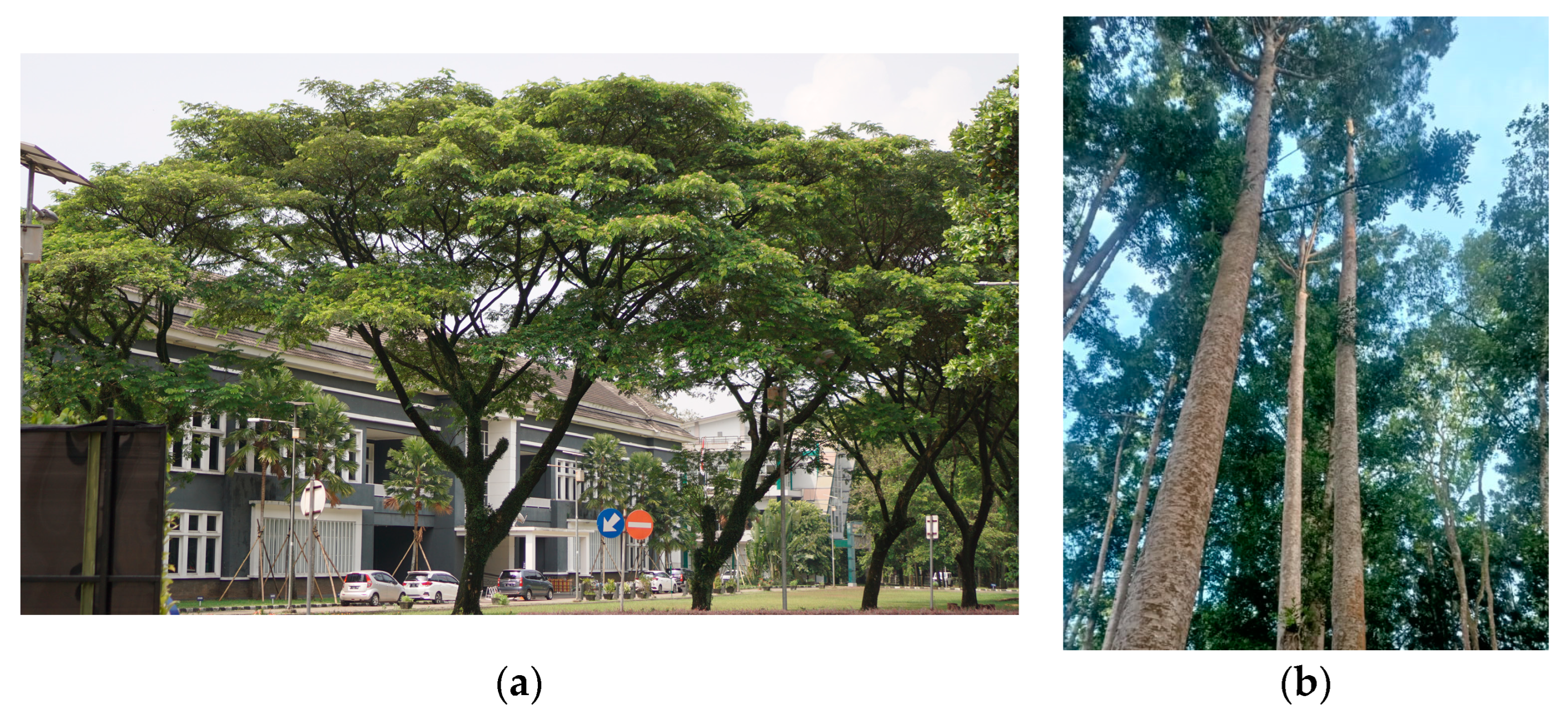 Forests 14 02434 g001