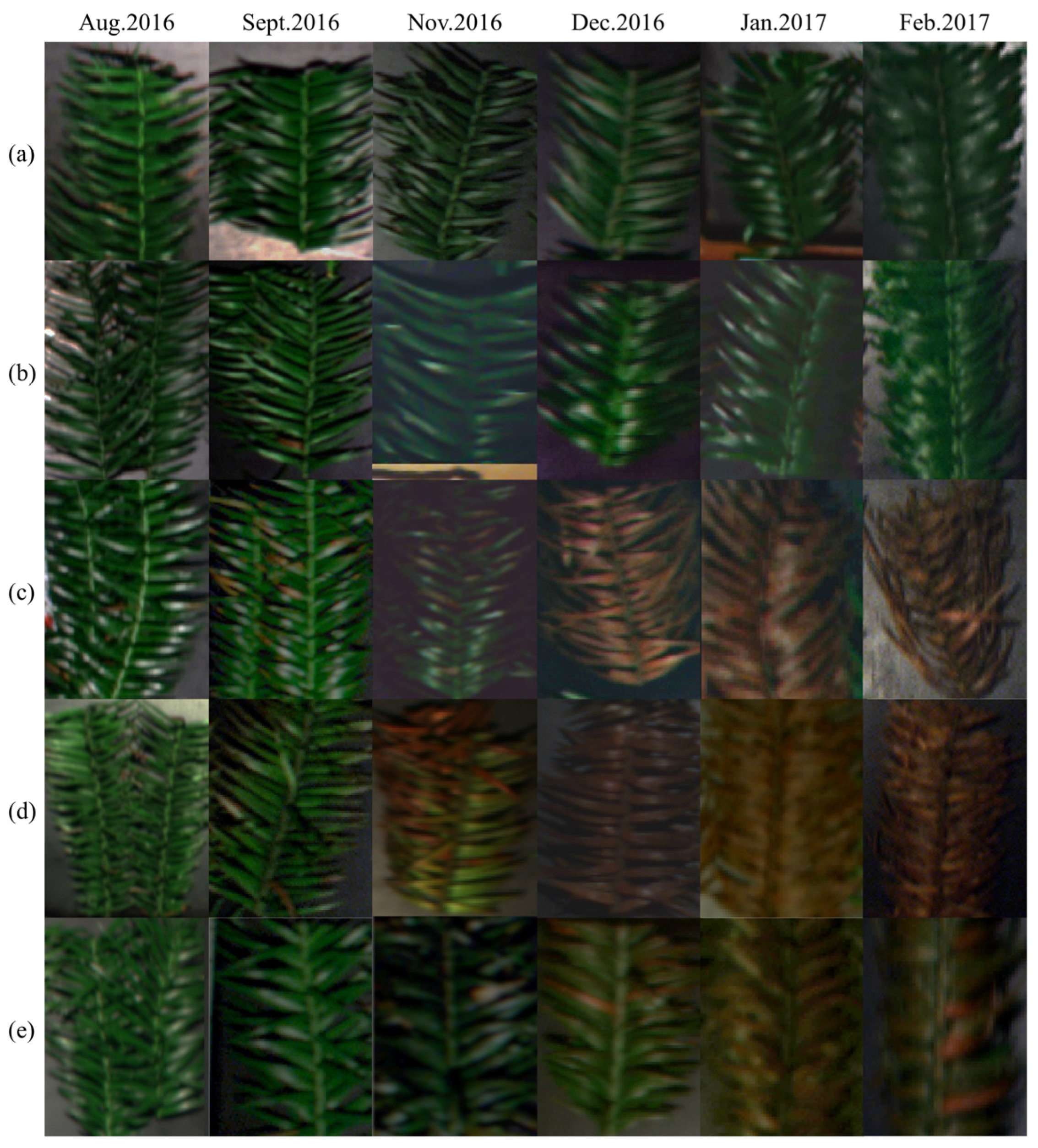 Forests 14 02444 g005