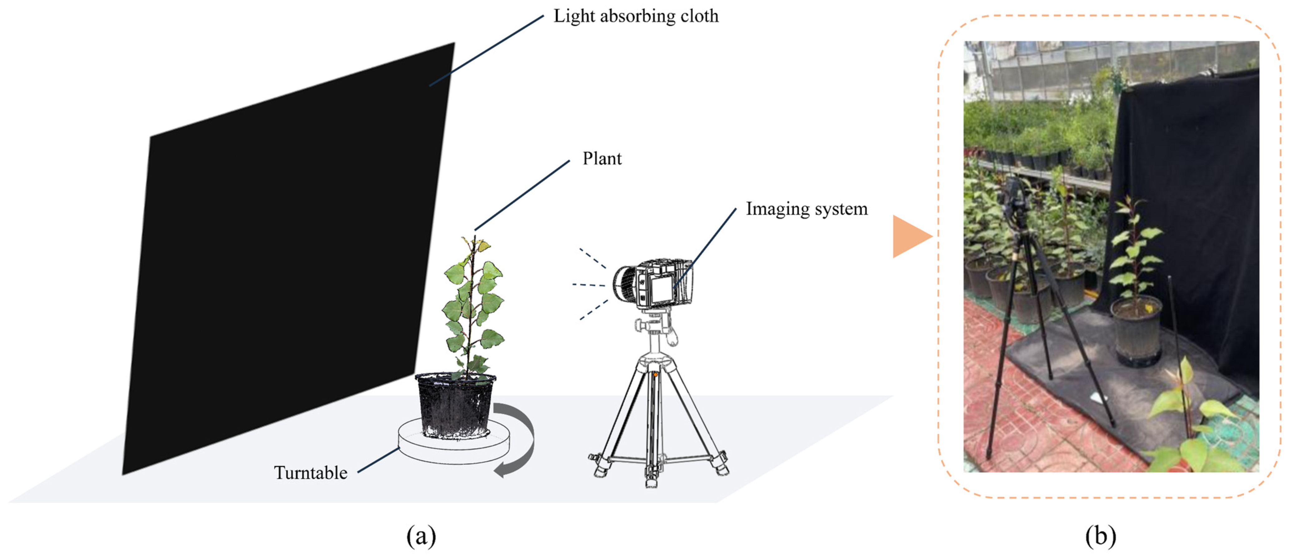Forests 15 00020 g001