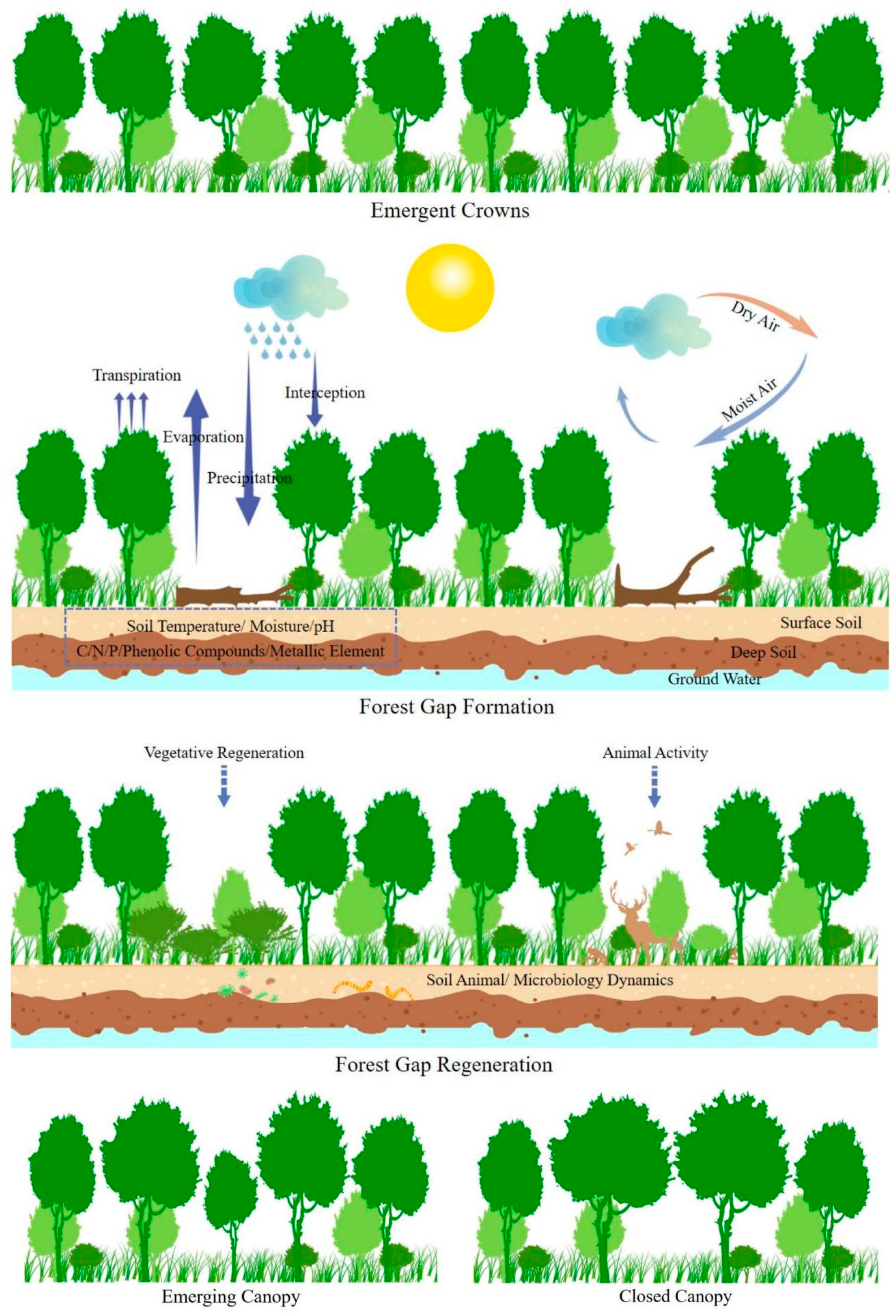 Forests 15 00021 g001