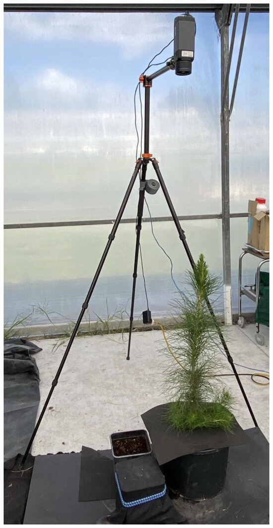 Forests 15 00028 g0a1