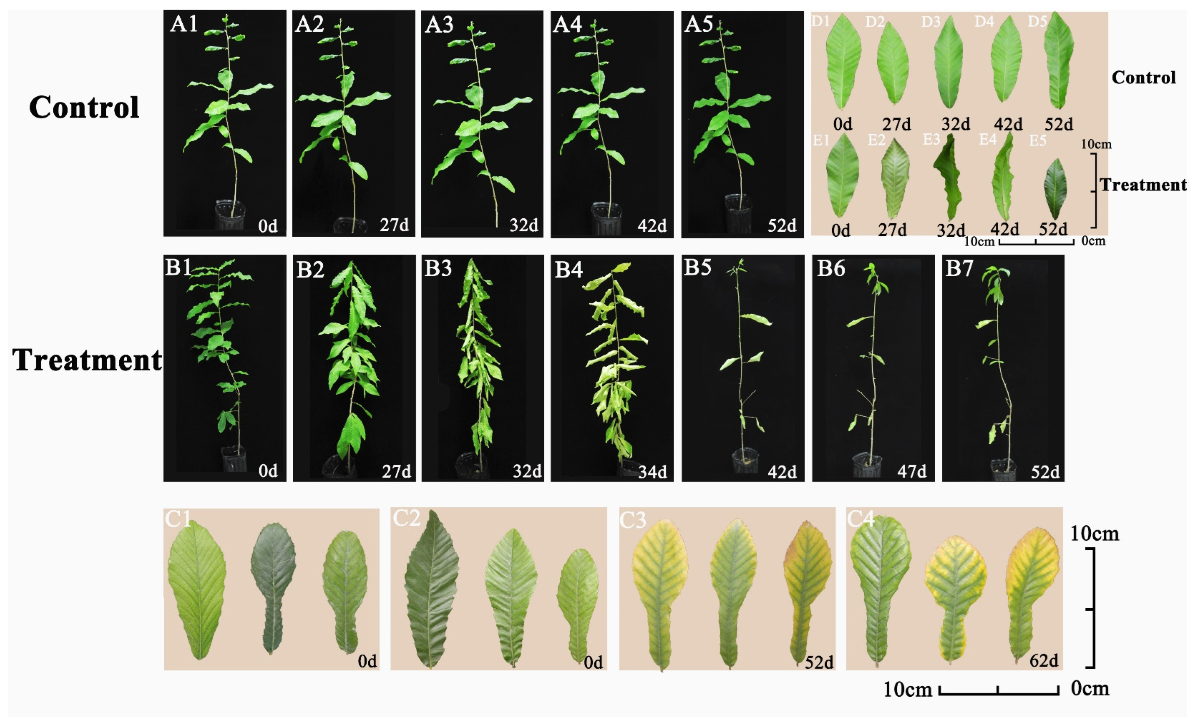Forests 15 00071 g001