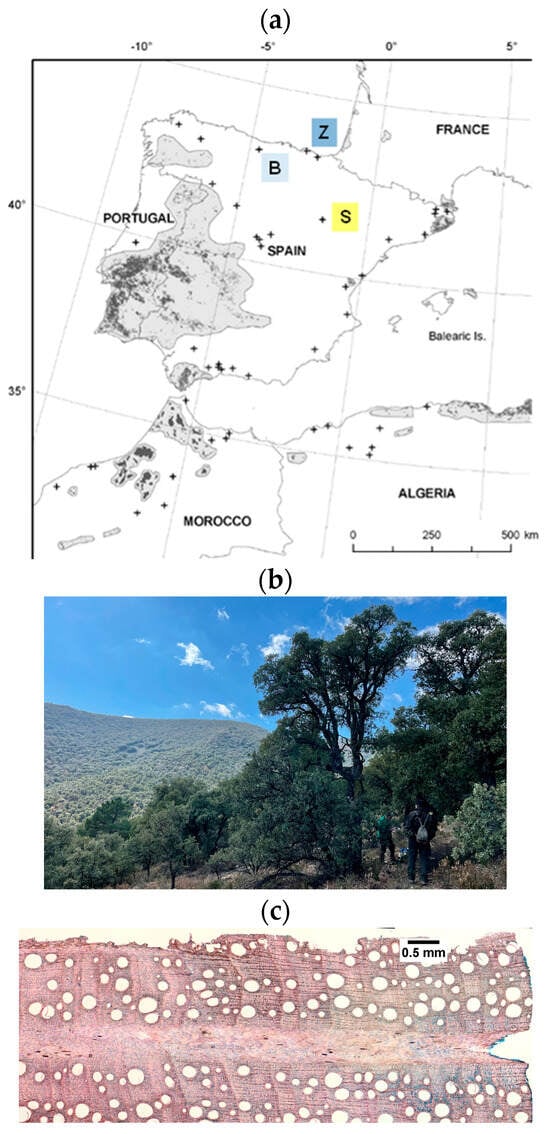 Forests 15 00072 g001