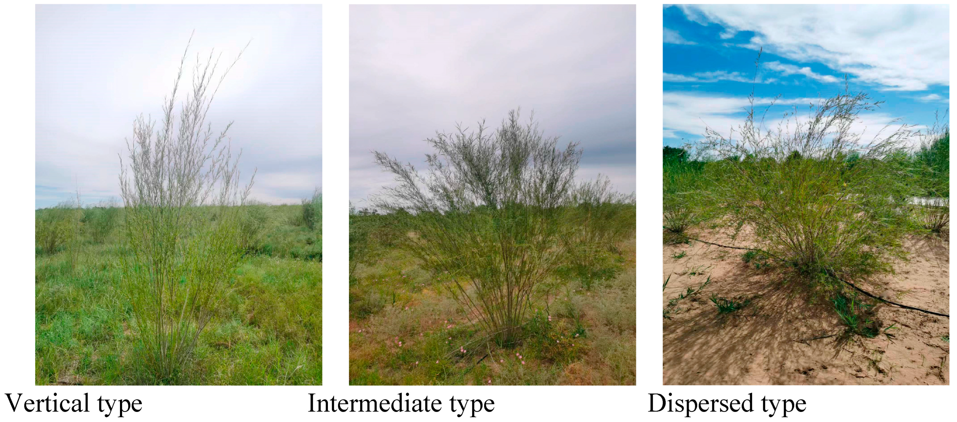 Forests 15 00103 g001